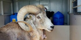 A Rancher Cloned a Giant Sheep. The Feds Jailed Him for Allegedly Risking Ecological Disaster.