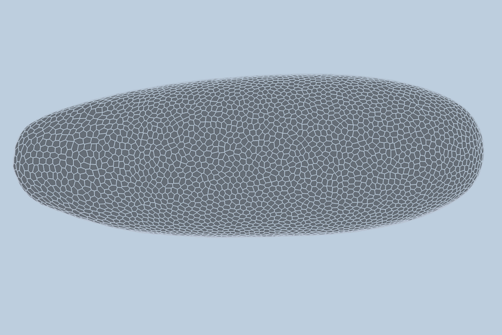 Deep-learning model predicts how fruit flies form, cell by cell