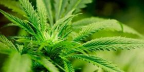 The Supreme Court Should Hear Case Seeking to Overturn Gonzales v. Raich