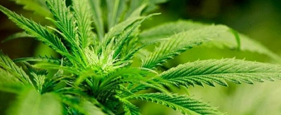 The Supreme Court Should Hear Case Seeking to Overturn Gonzales v. Raich