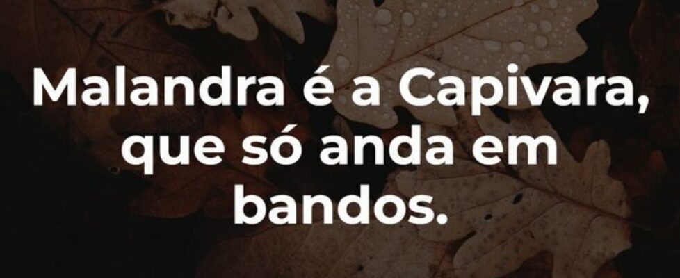 Malandra é a Capivara, que só anda em bandos.... Garfield789