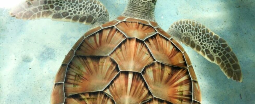 Drawing Shapes with the Python Turtle Module